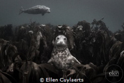 Seal having a comfortable throne in Kelp around Farne Isl... by Ellen Cuylaerts 
